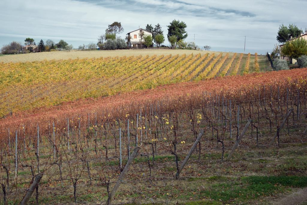 Agriturismo Al Rifugio Divino Belvedere Ostrense ภายนอก รูปภาพ