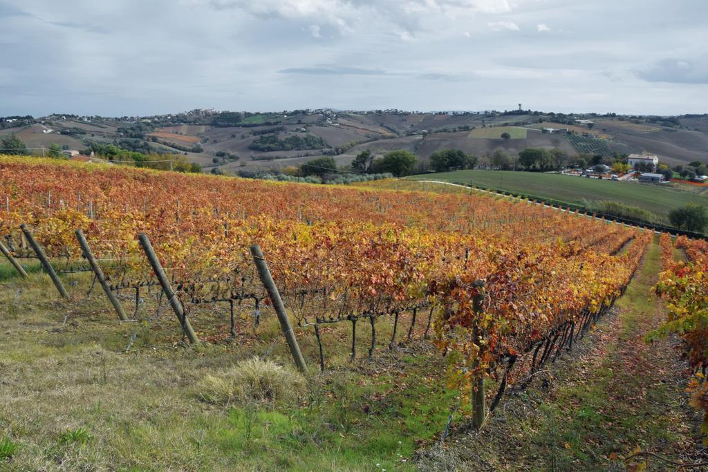 Agriturismo Al Rifugio Divino Belvedere Ostrense ภายนอก รูปภาพ